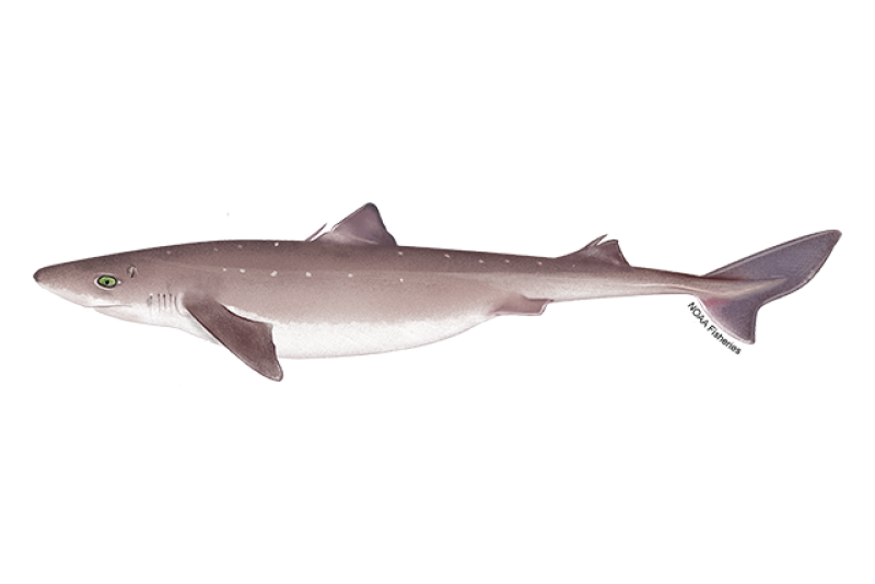 Dogfish Shark