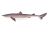 Dogfish Shark