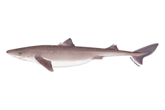 Dogfish Shark
