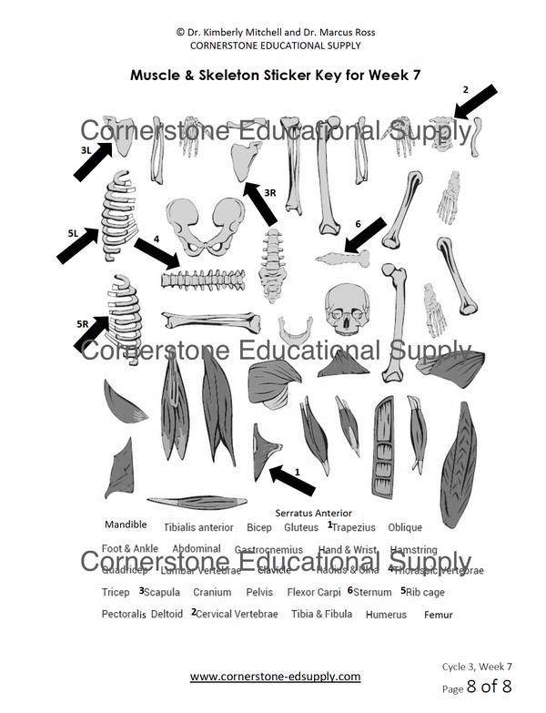 CC Cycle 3 Complete Lesson Bundle