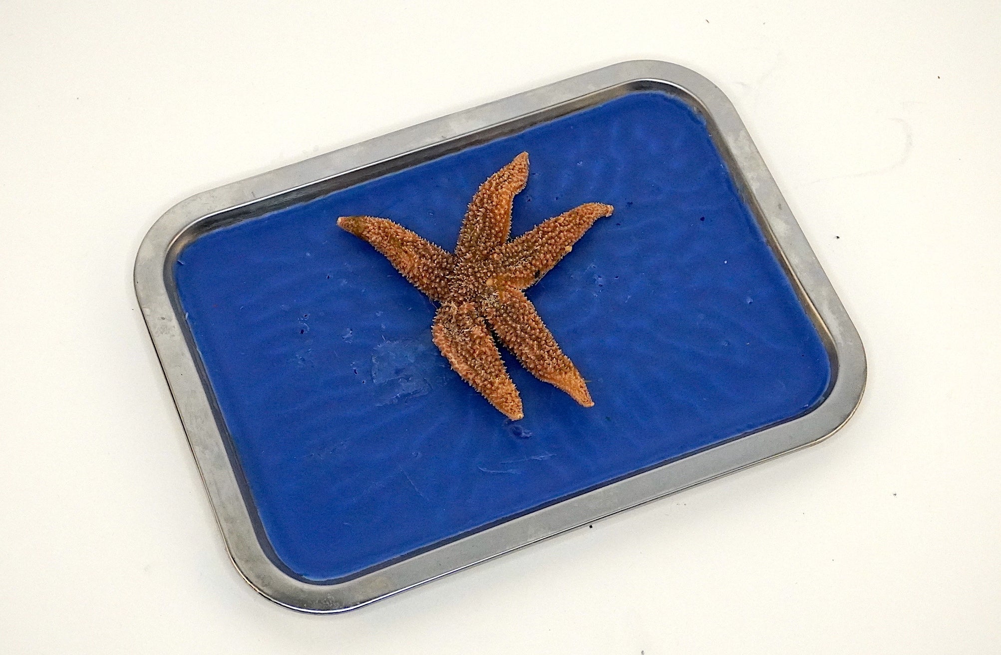 Starfish, 4"-6" (specimen only)