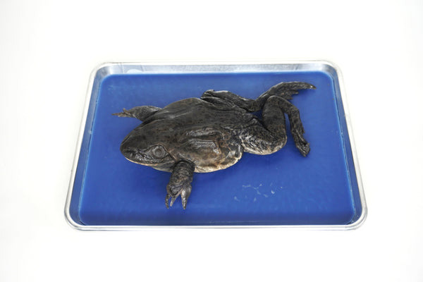 Plain Bullfrog Specimen