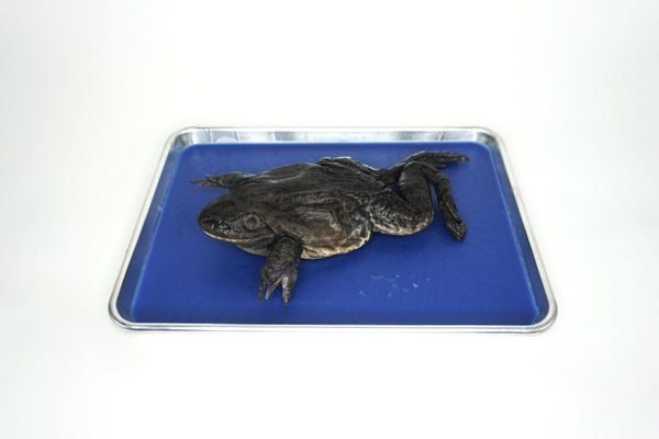 Plain Bullfrog Specimen