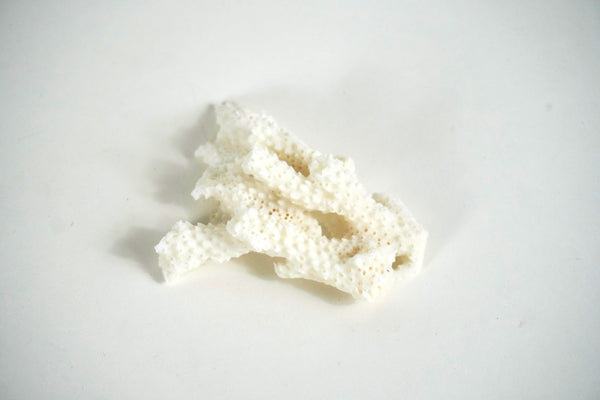 Sea Coral