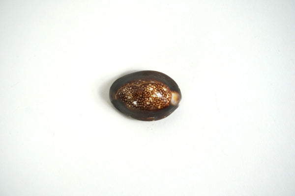 Cowrie Shell
