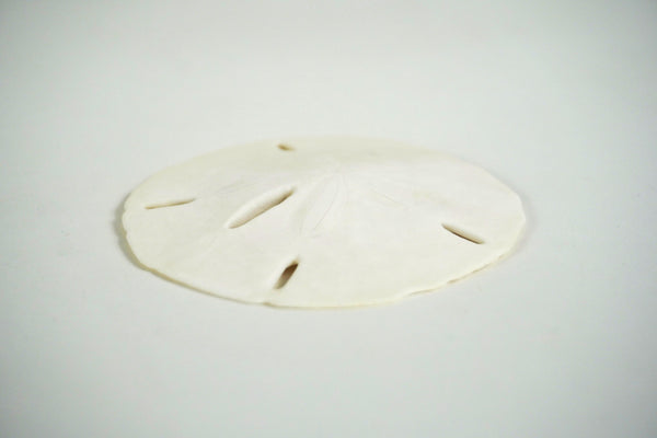 Sand Dollar
