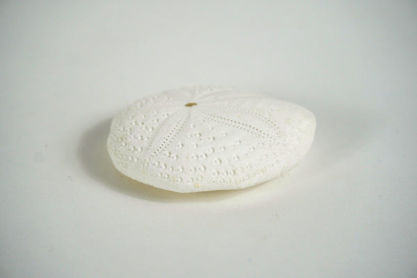 Sea Biscuit