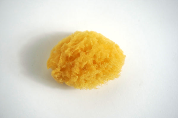 Natural Sea Sponge