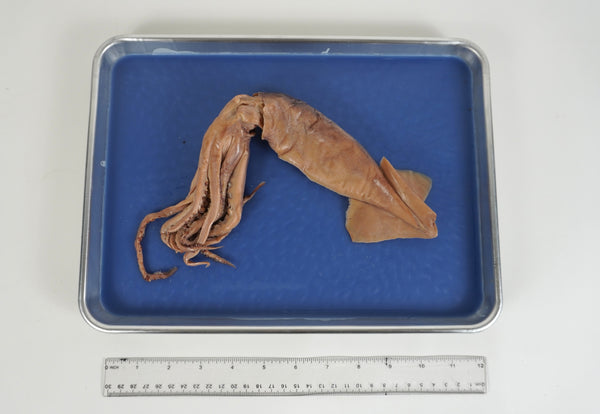 Squid Dissection Specimen 8-12