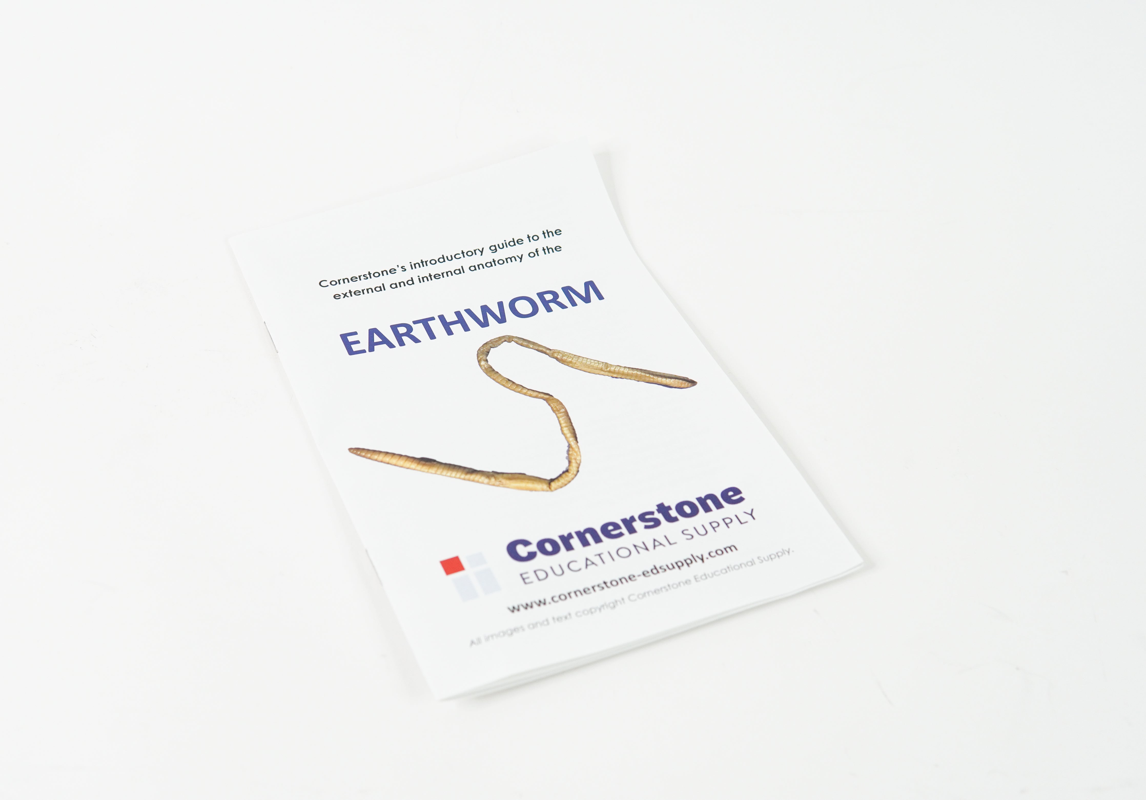 Earthworm Dissection Guide  Cornerstone Educational Supply