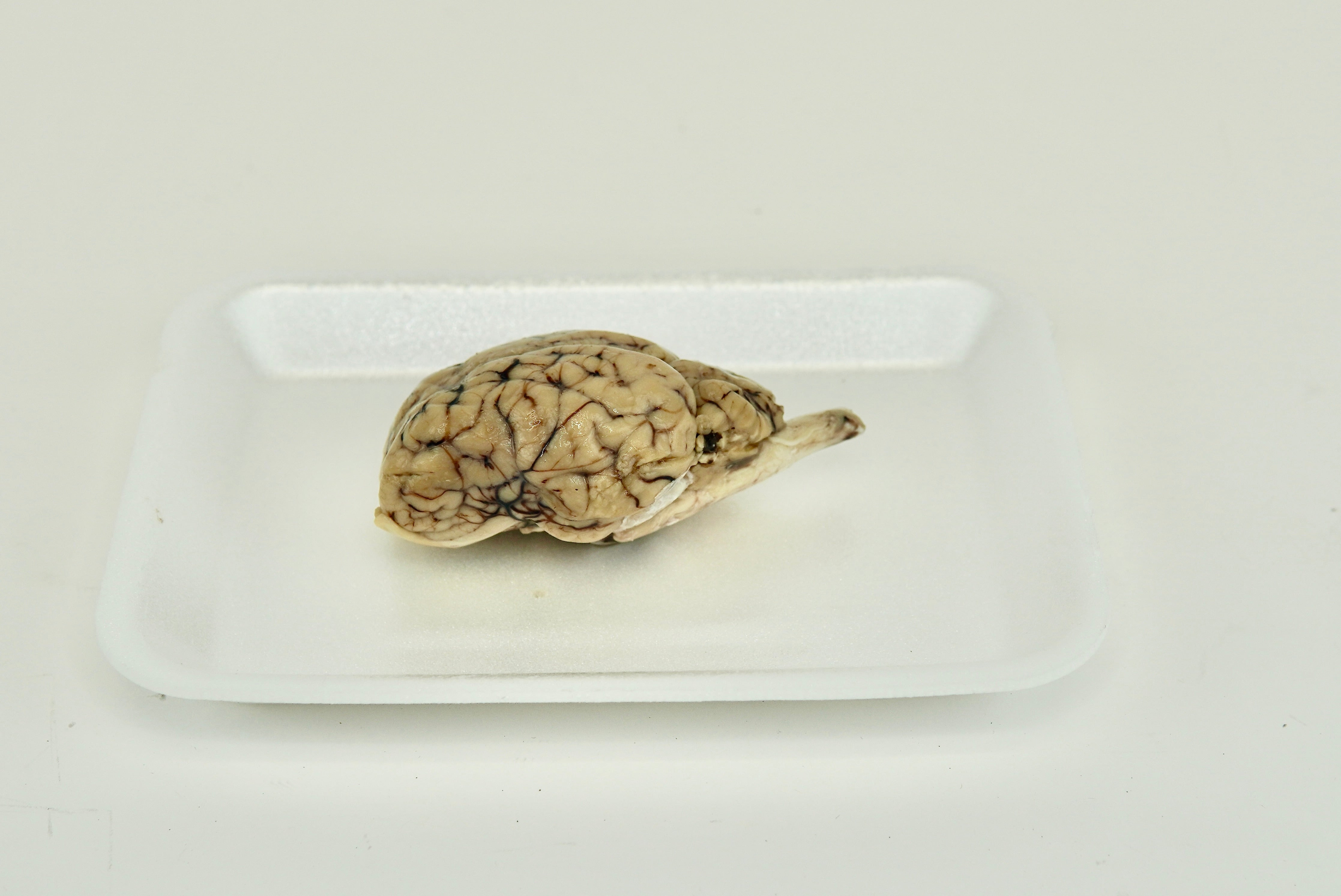 Sheep brain