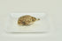 Sheep brain
