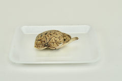 Sheep brain