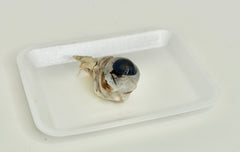 Cow eye specimen
