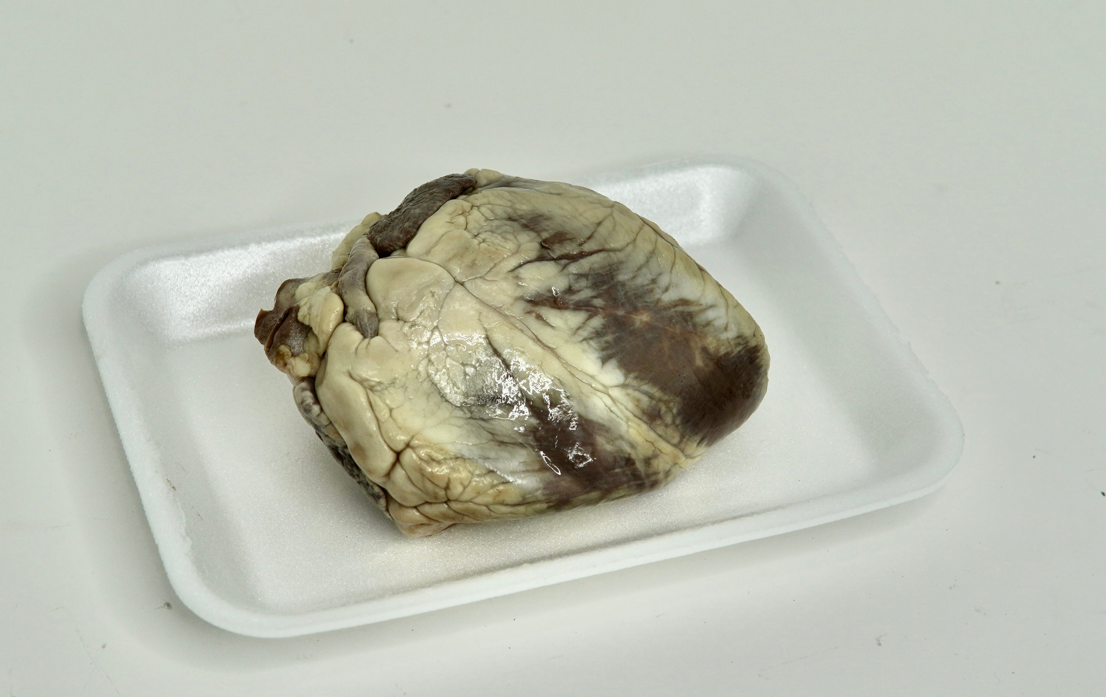 Sheep heart specimen