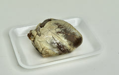 Sheep heart specimen
