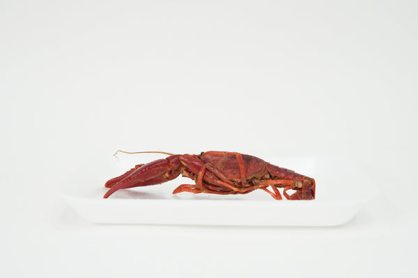Crayfish Specimen