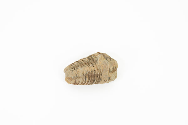 Trilobite (Diacalymene)