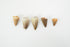 Mosasaurus Tooth