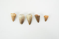 Mosasaurus Tooth