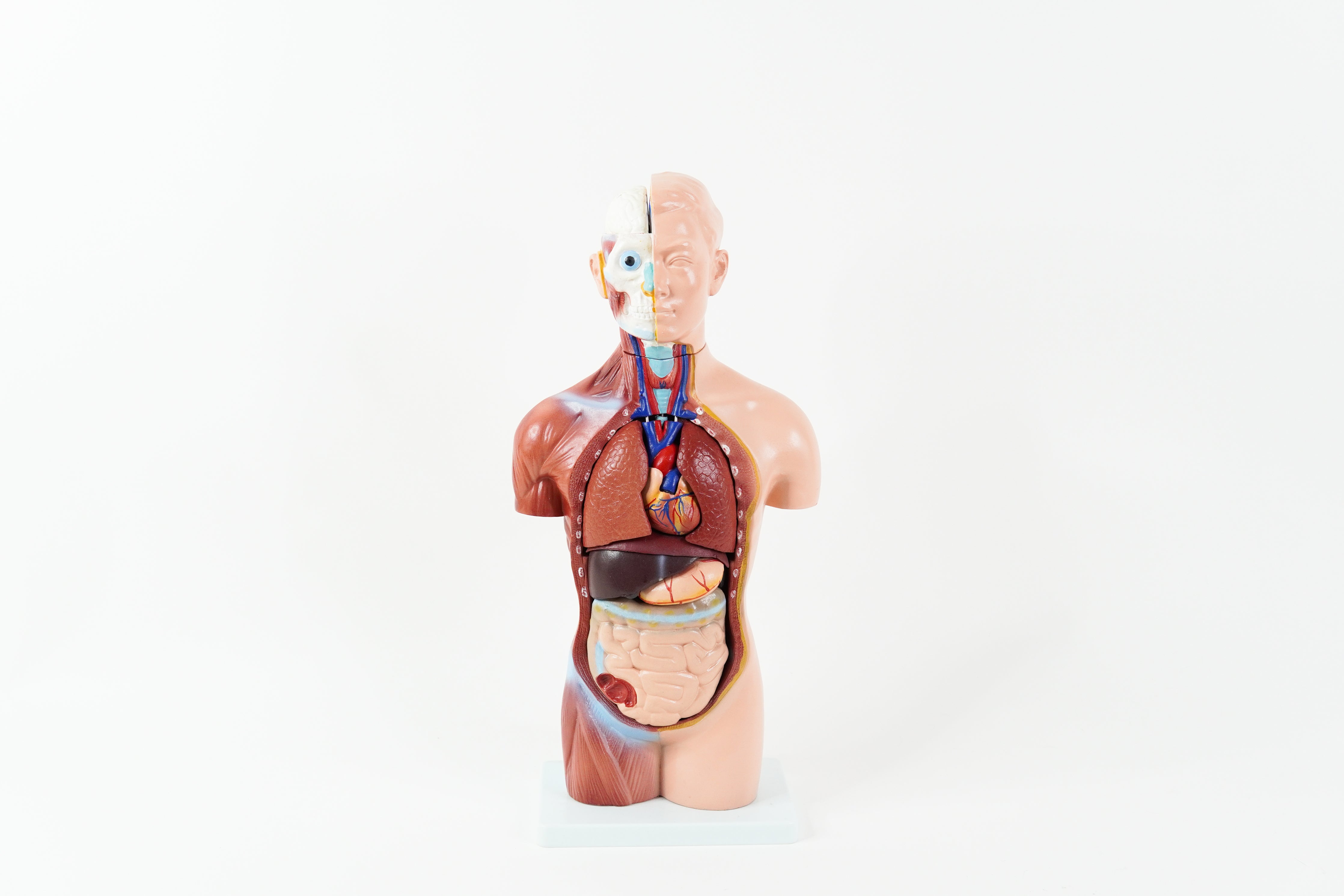Small Anatomy Model