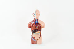Small Anatomy Model