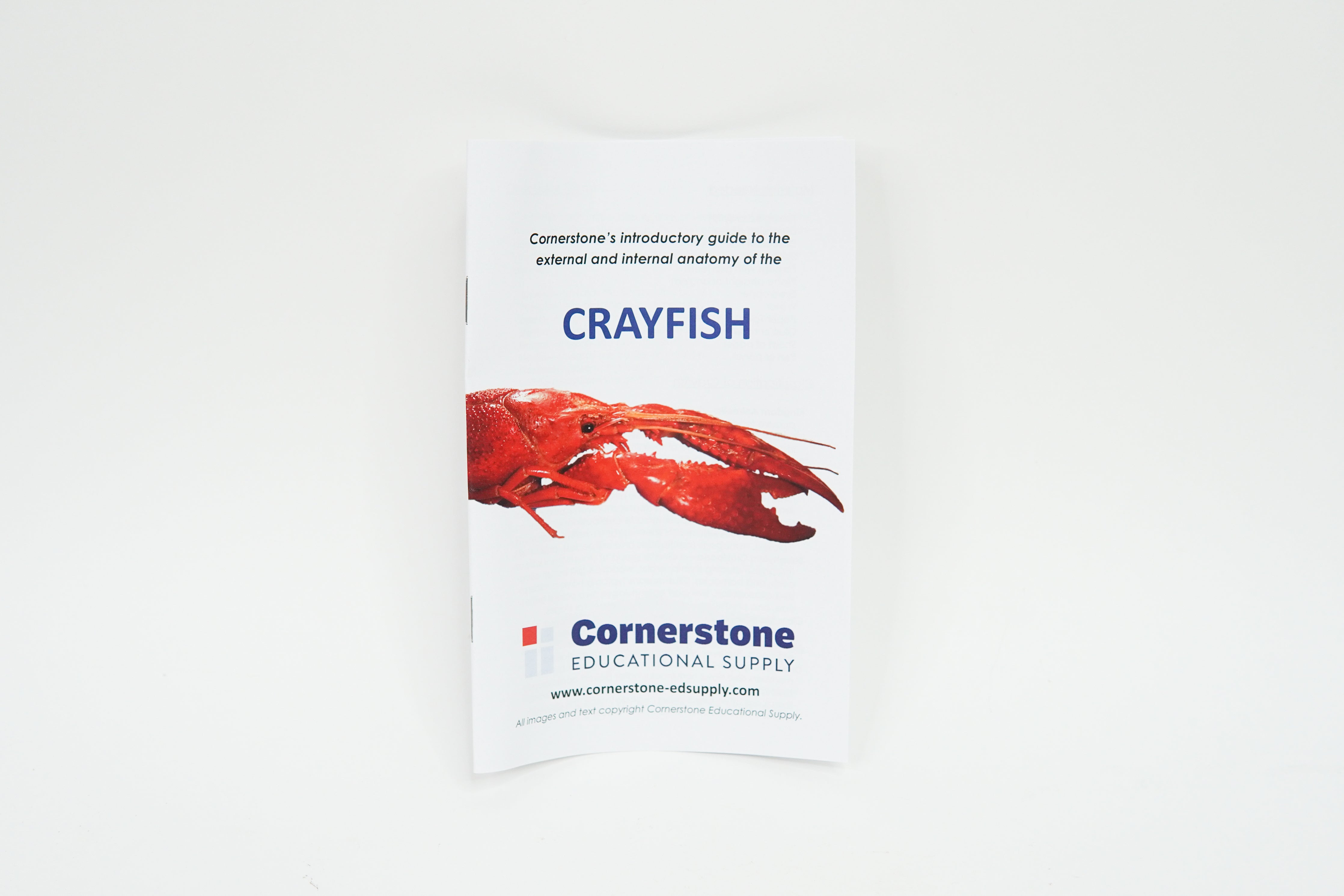 Crayfish Dissection Guide