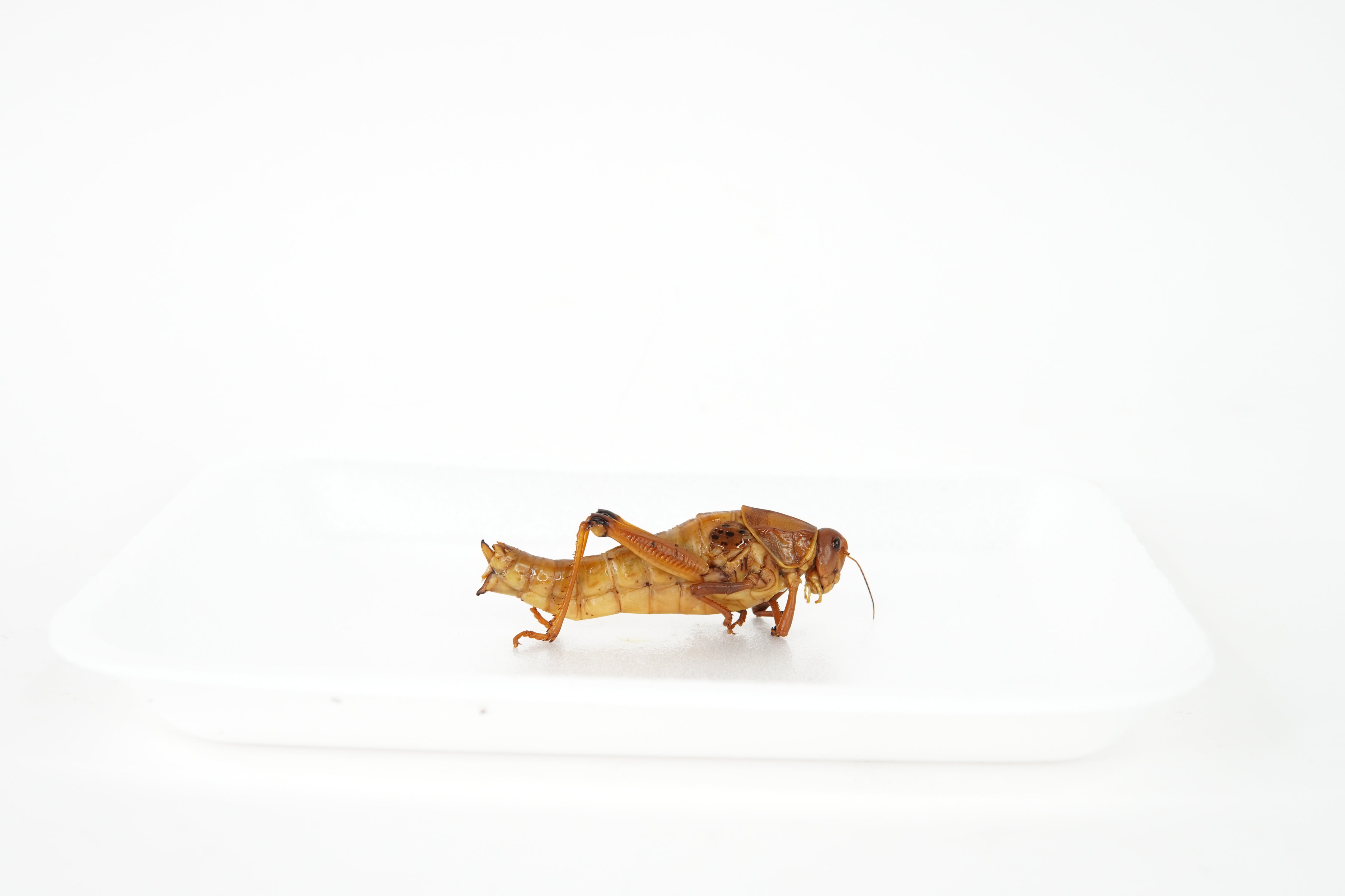 Grasshopper Specimen