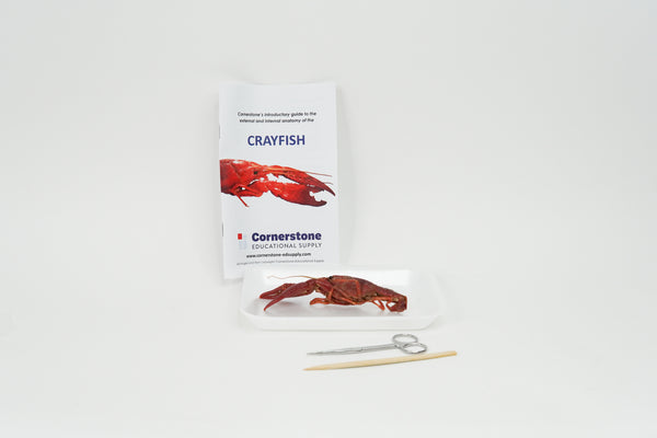 Crayfish Dissection Bundle