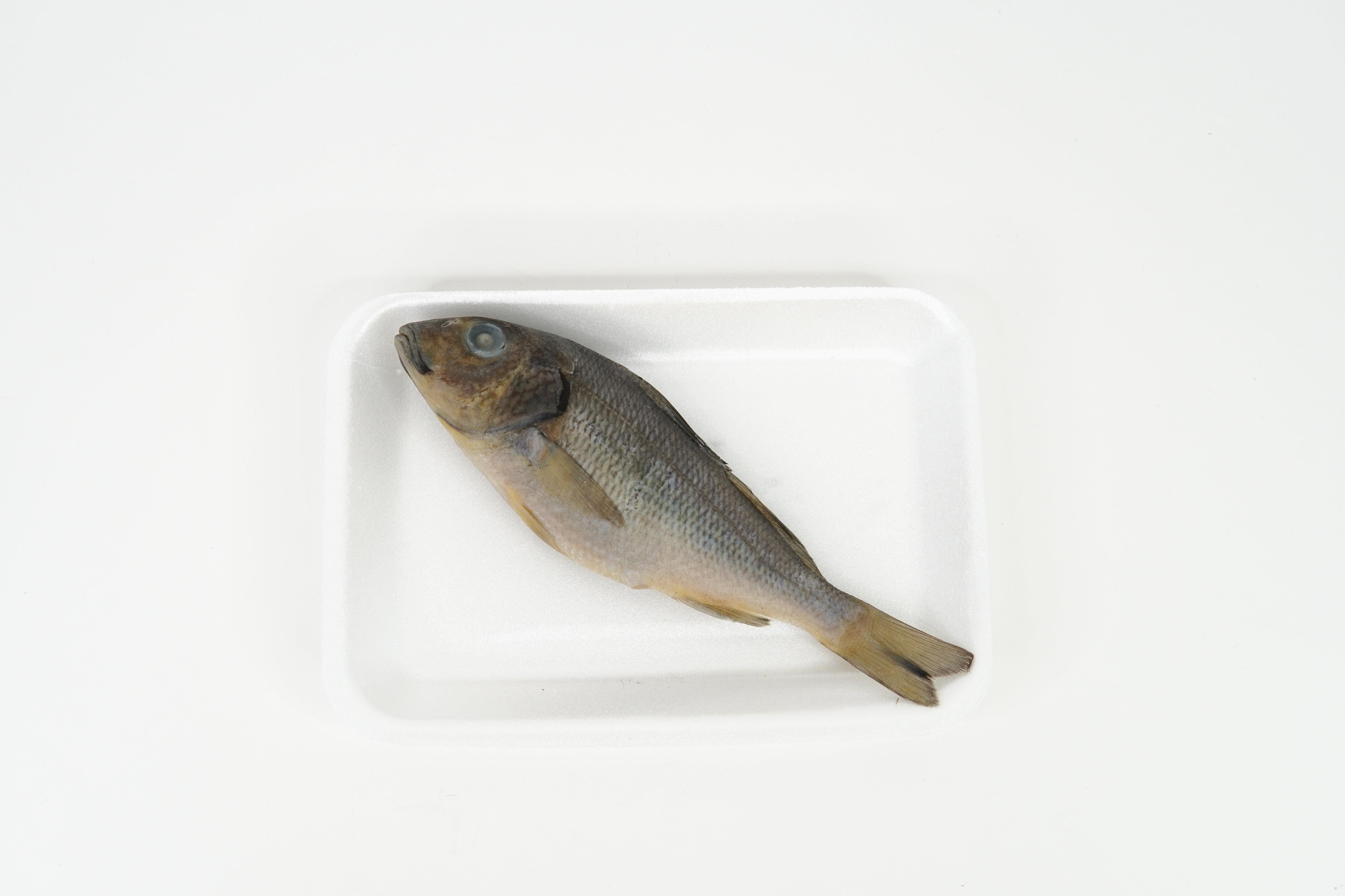Perch Specimen
