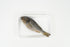 Perch Specimen