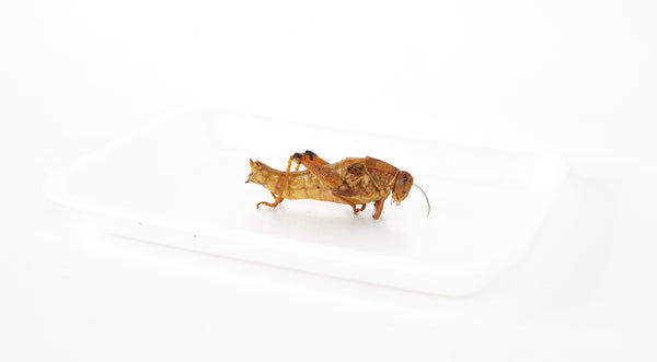 Grasshopper Specimen