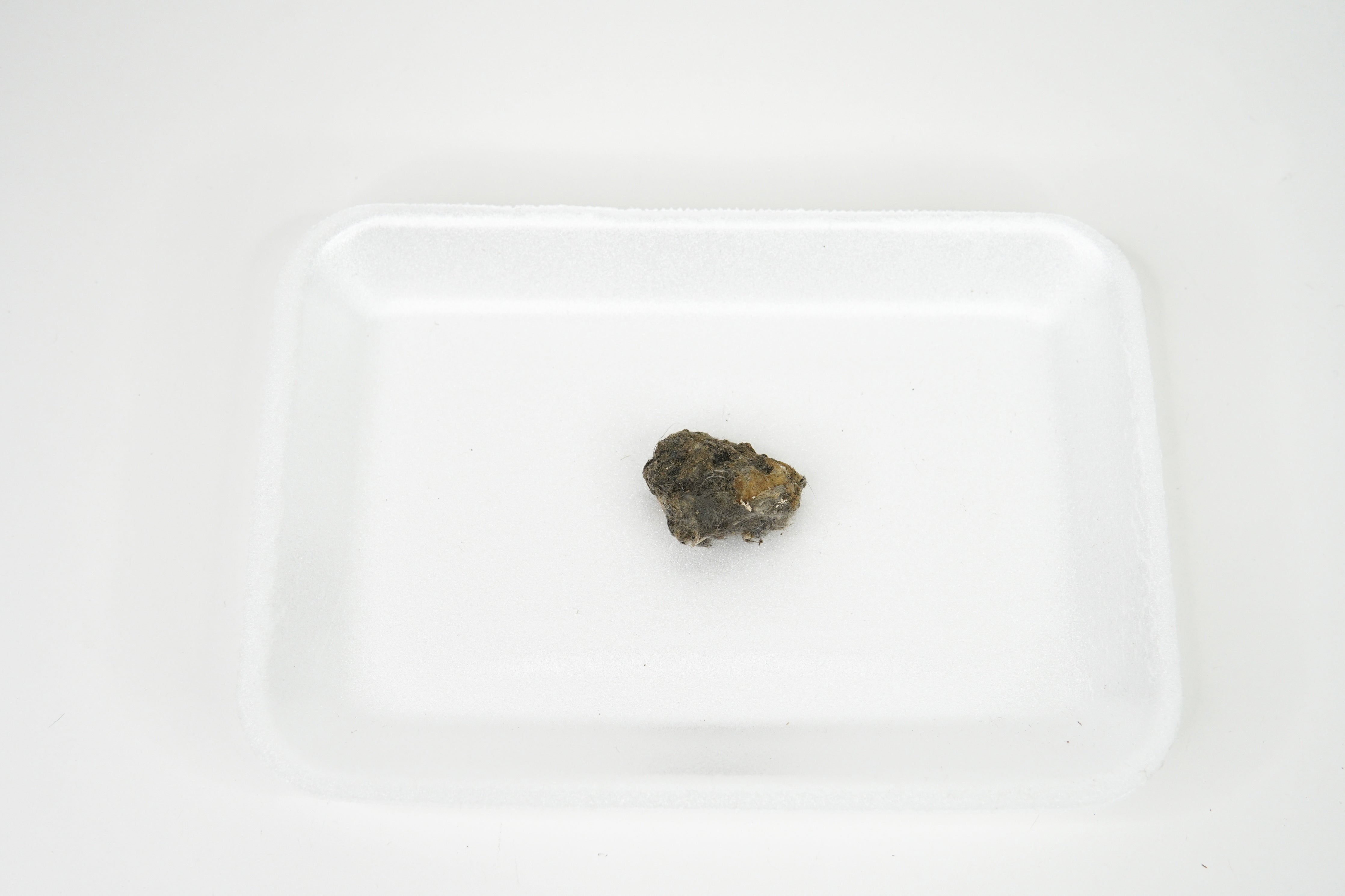 Owl Pellets for Dissection, Large