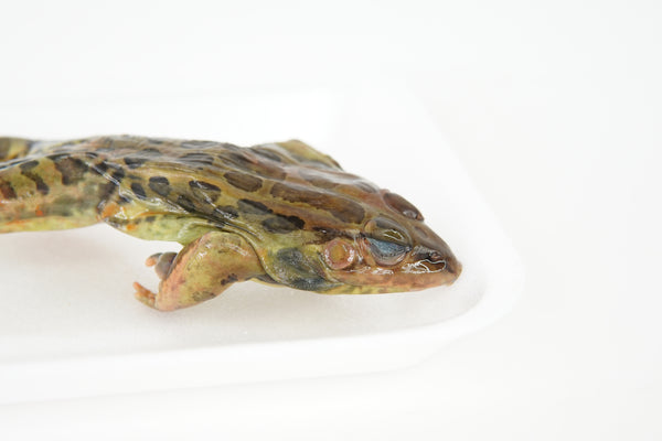 Grass Frog Specimen