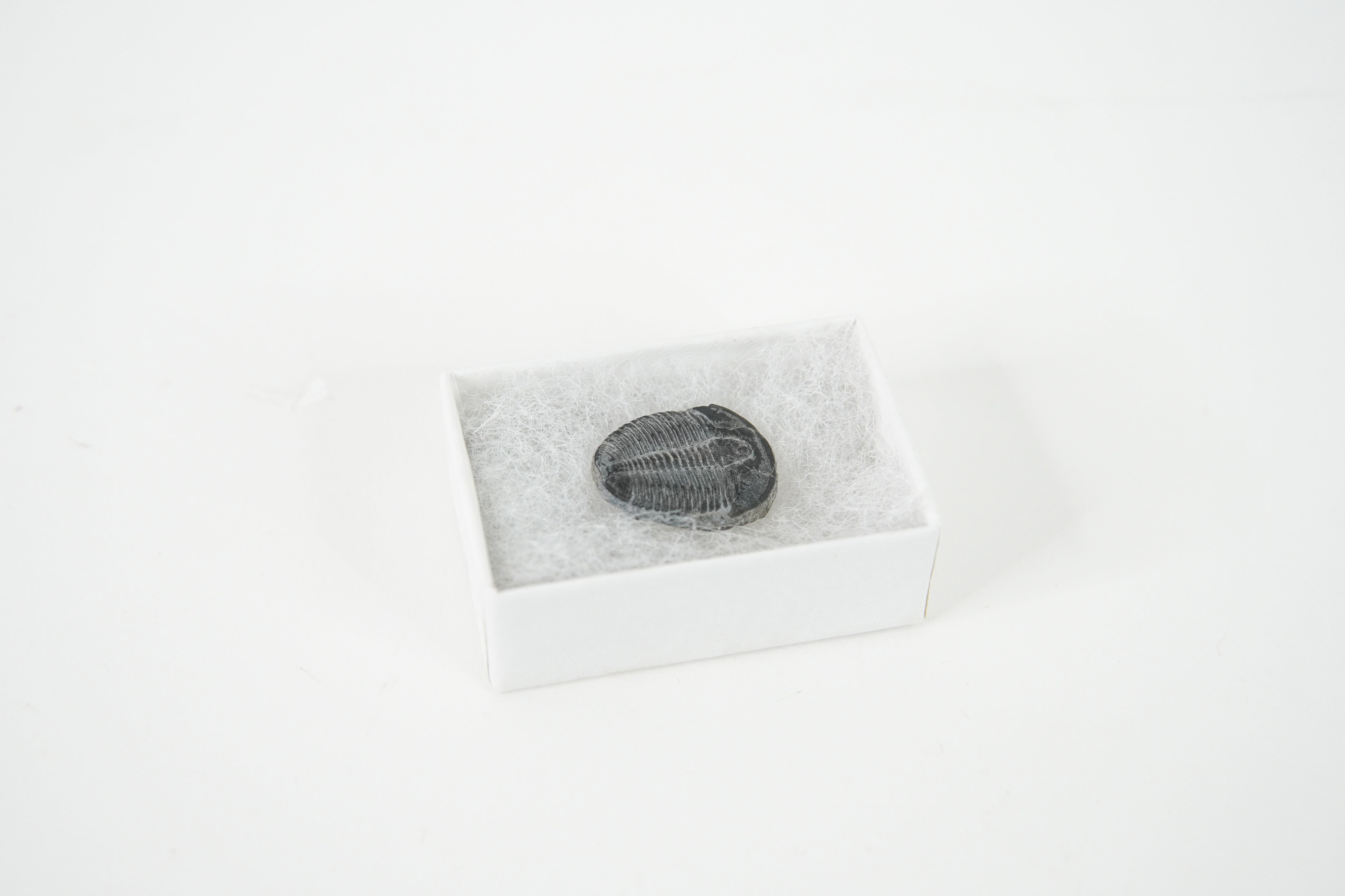 Elrathia Trilobite