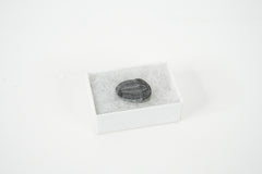 Elrathia Trilobite
