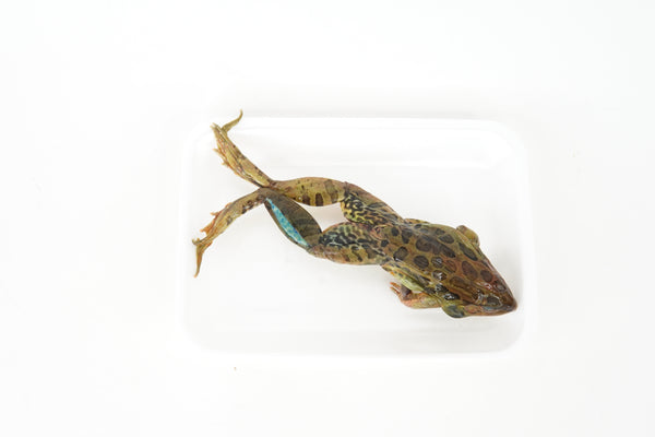 Grass Frog Specimen