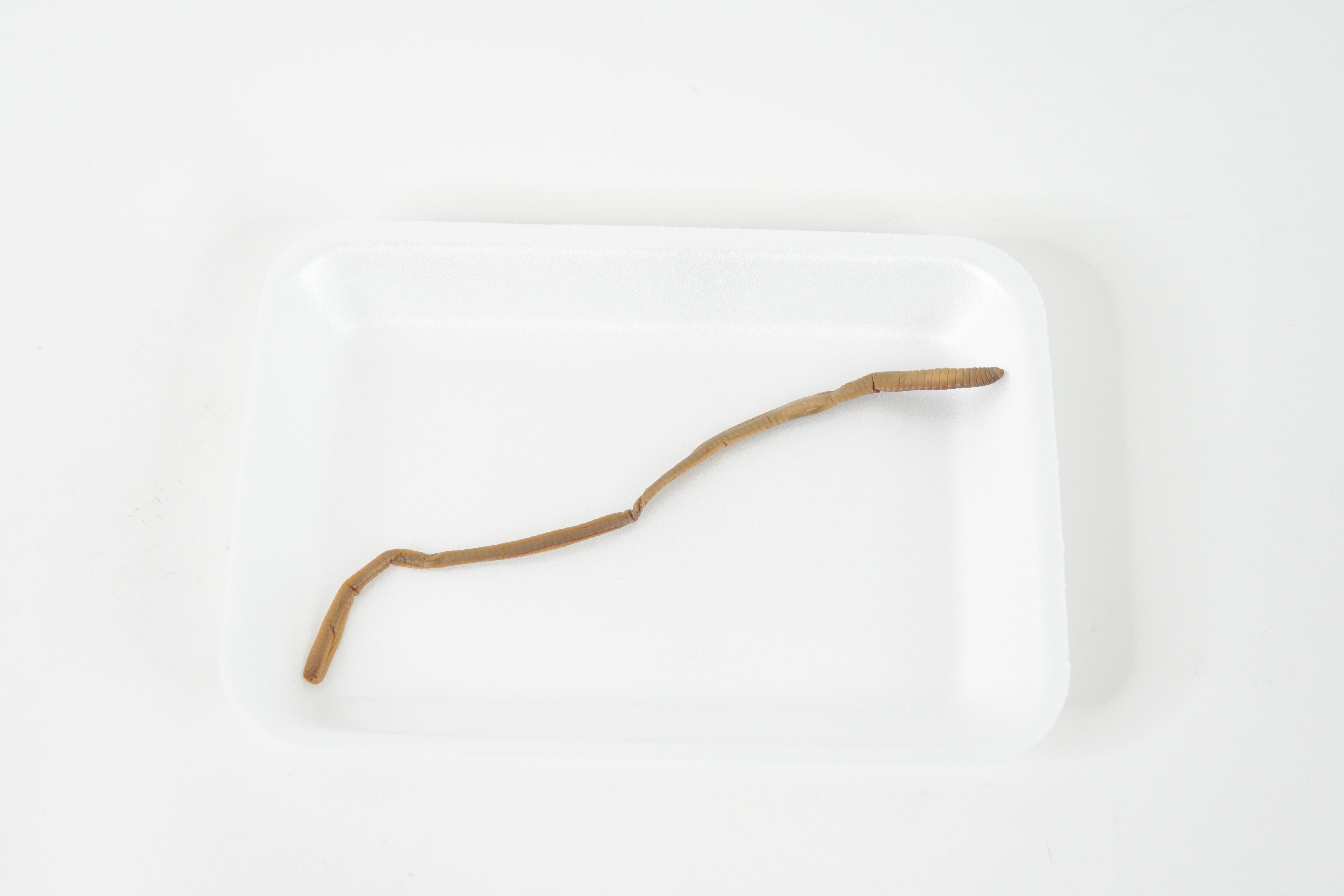 Earthworm Specimen