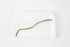Earthworm Specimen
