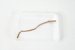 Earthworm Specimen