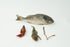 Apologia / Berean Dissection Specimens