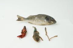Apologia / Berean Dissection Specimens