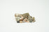 products/fossil2.jpg