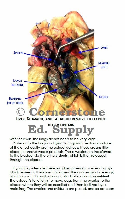 Frog Dissection Guide
