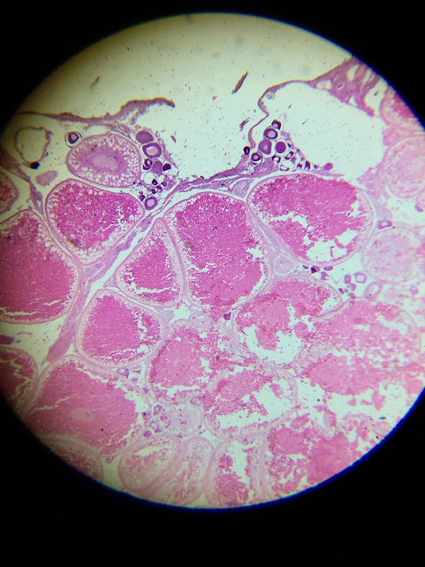 Advanced Student Microscope