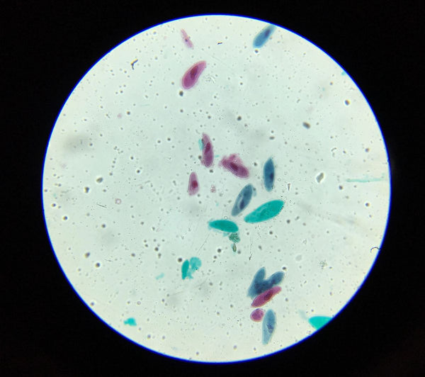 Advanced Student Microscope