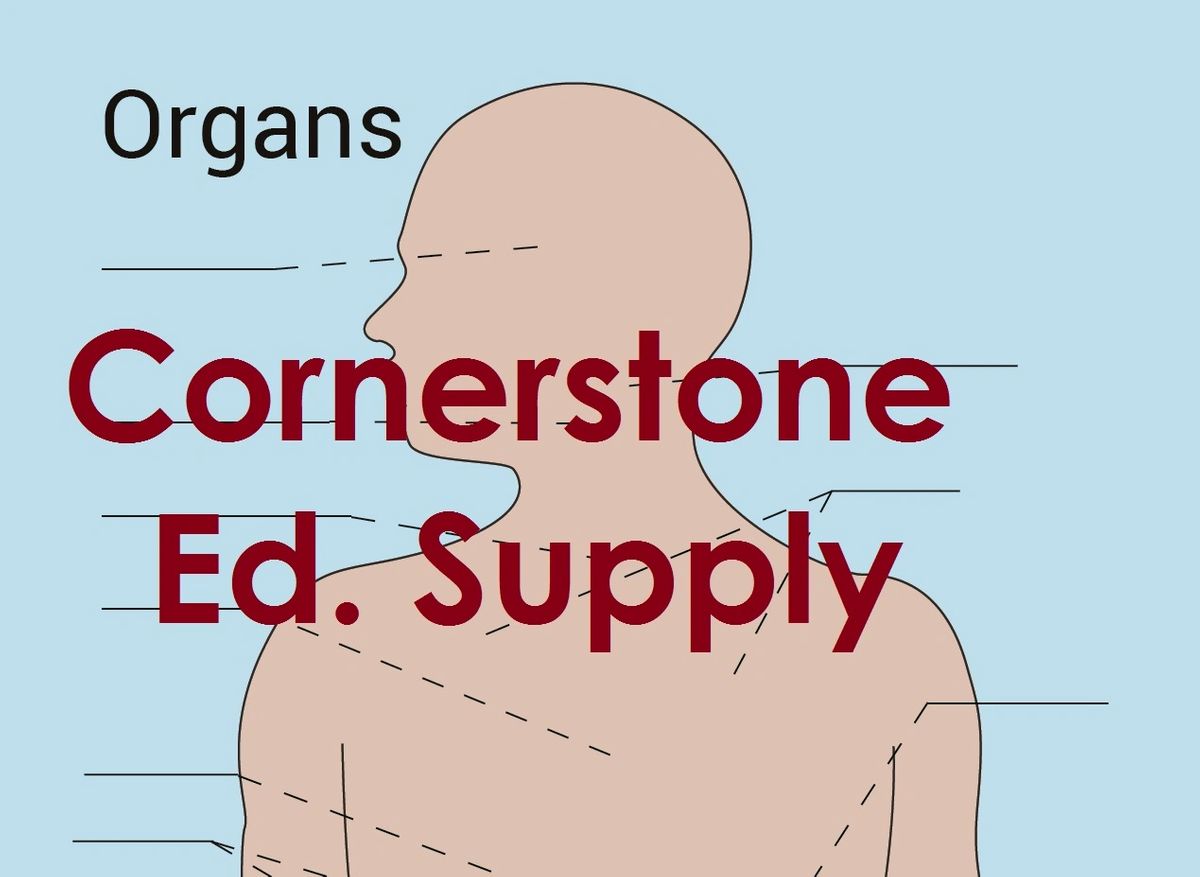 Anatomy Sticker Set Cornerstone Educational Supply