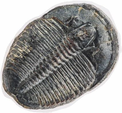 Elrathia Trilobite