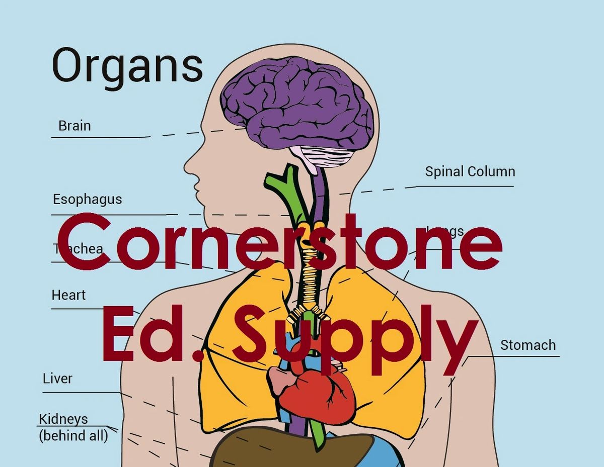 Anatomy Sticker Set Cornerstone Educational Supply