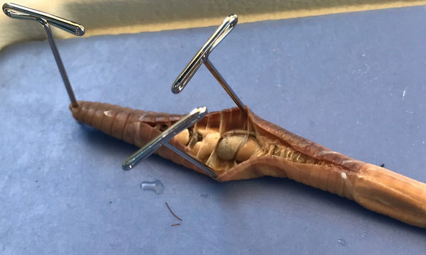 Earthworm Specimen